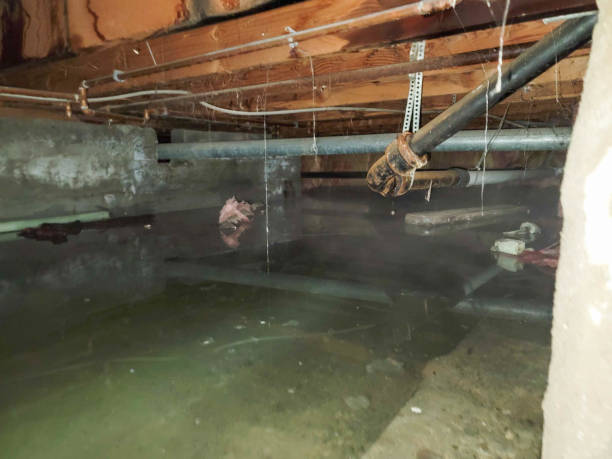 Best Flood damage cleanup  in Kirtland, OH